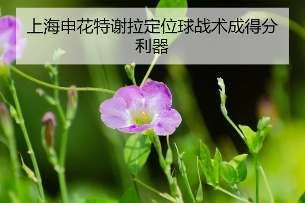 shang-hai-shen-hua-te-xie-la-ding-wei-qiu-zhan-shu-cheng-de-fen-li-qi-3-924.jpg