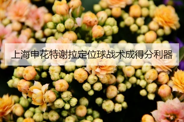 上海申花特谢拉定位球战术成得分利器